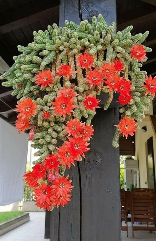 amazing Hanging Cactus