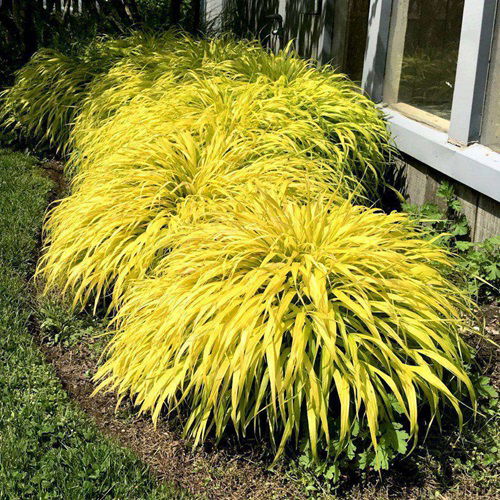 best Fall and Winter Grasses That Are Particular