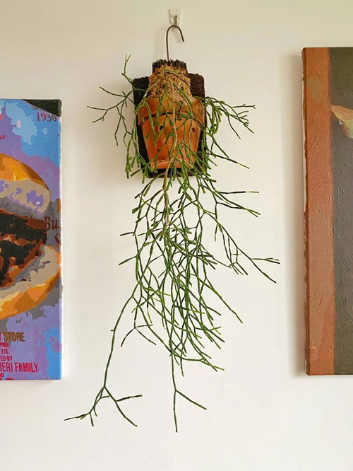 Best Hanging Cactus