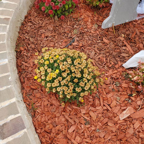 mum flowers in garden