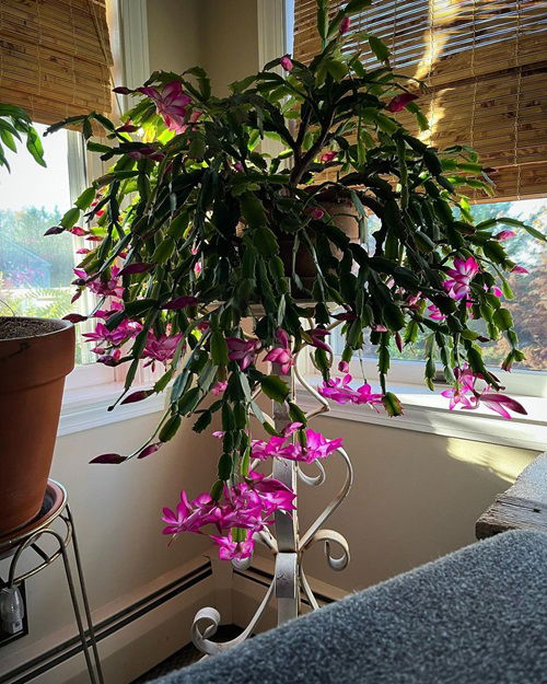 Thanksgiving Cactus are Short-Day Plants