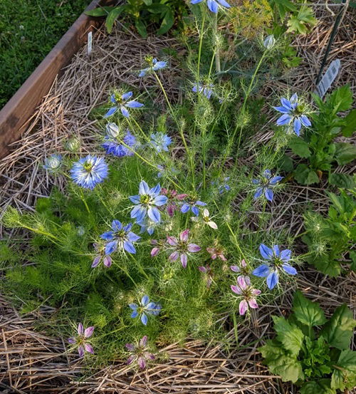 lovely Hardy Annuals to Plant in Fall for Flowers Next Year