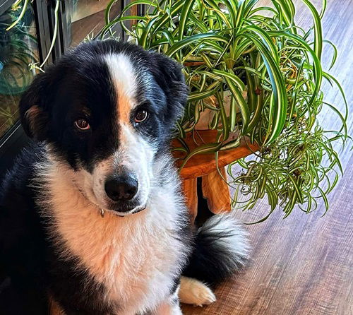 dog with spider plant