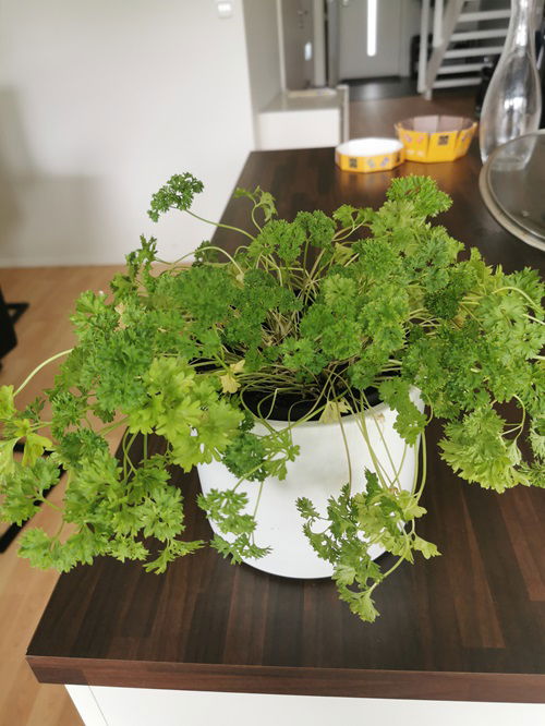 parsley Herbs for your Pizza Garden