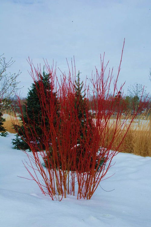 Shrubs for Winter Garden