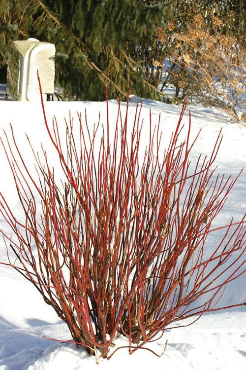 Shrubs that Attract Birds all Winter Long