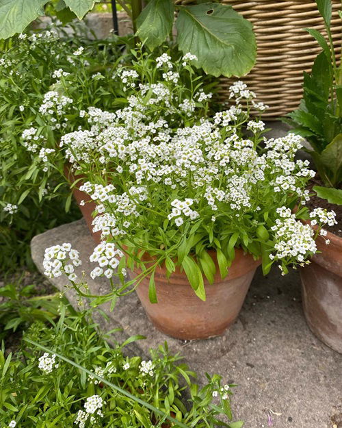 lovely Hardy Annuals to Plant in Fall for Flowers Next Year