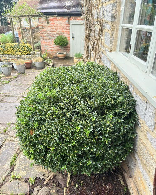 sweet box shrub in garden