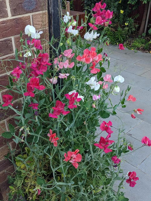 lovely Hardy Annuals to Plant for Next Year's Flowers in the Fall