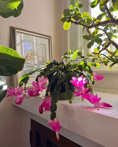 best Thanksgiving Cactus Facts