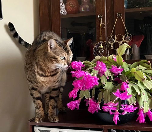 Thanksgiving Cactus is a Pet-friendly Plant