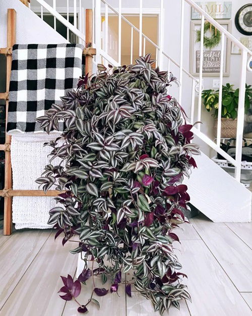 How to Grow Spilling Wandering Jew Plants Indoors