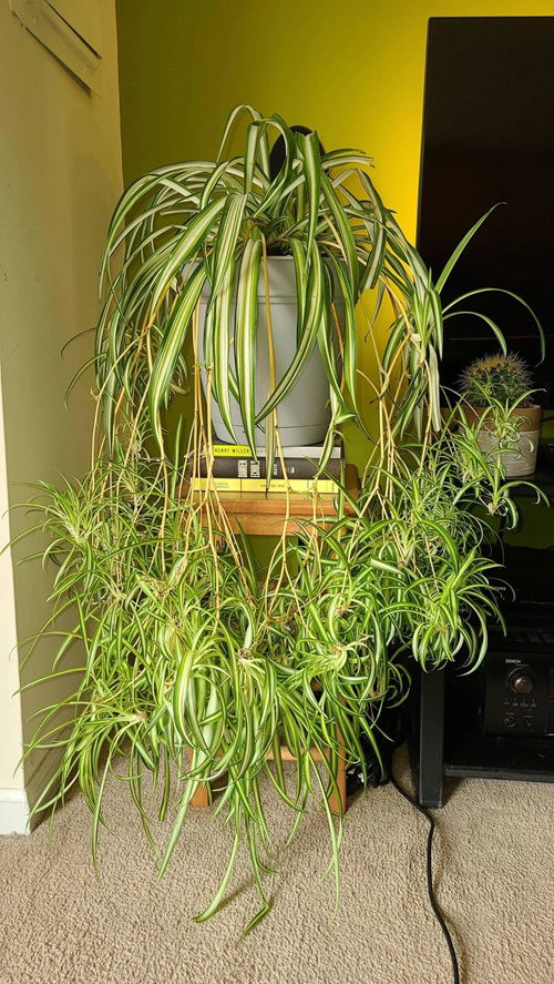 Why Your Spider Plants Won't Produce Babies