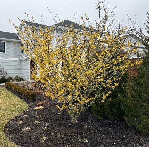 Witch Hazel shrub in garden