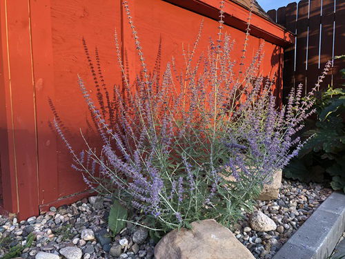 For long-lasting Russian sage blooms