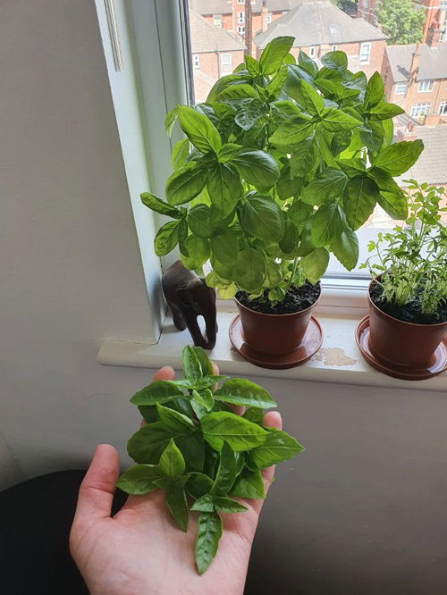 basil Herbs for your Pizza Garden