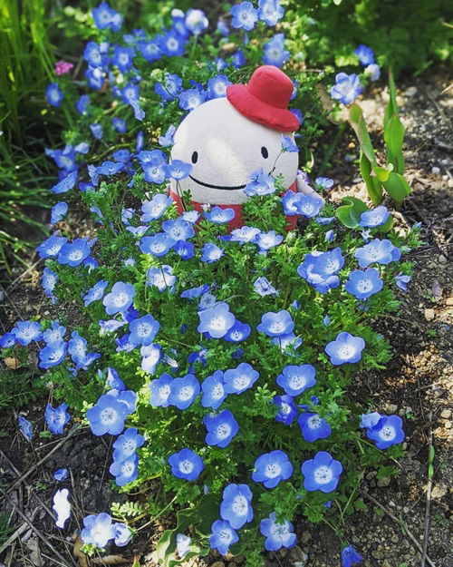 Hardy Annuals to Plant in the Fall for Next Year's Flowers