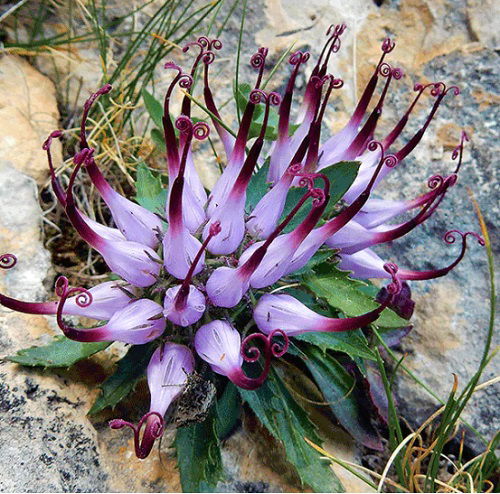 Devil’s Claw plant in garden