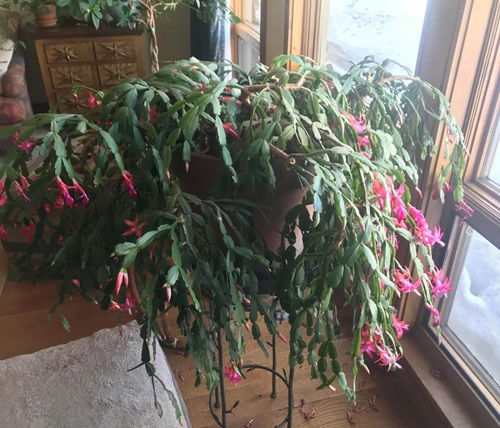 Signs that Show Your Christmas Cactus Needs More Humidity