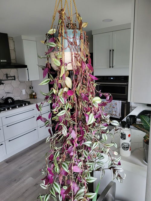 Wandering Jew to cascade naturally