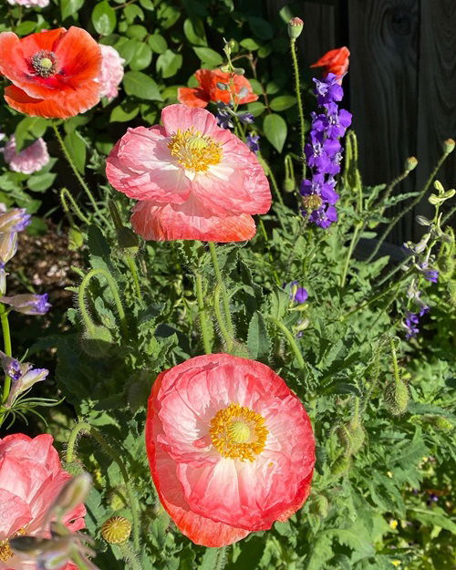 best Hardy Annuals to Plant for Next Year's Flowers in the Fall