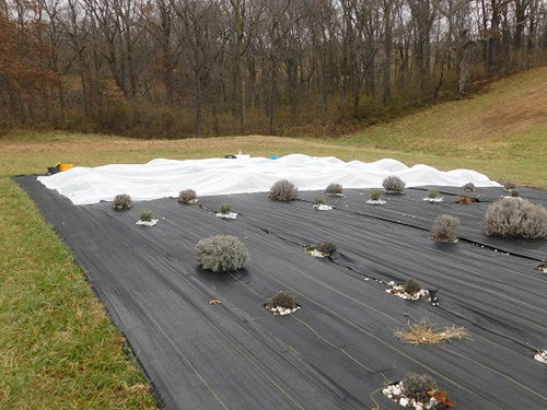 how to protect outdoor lavender in winter