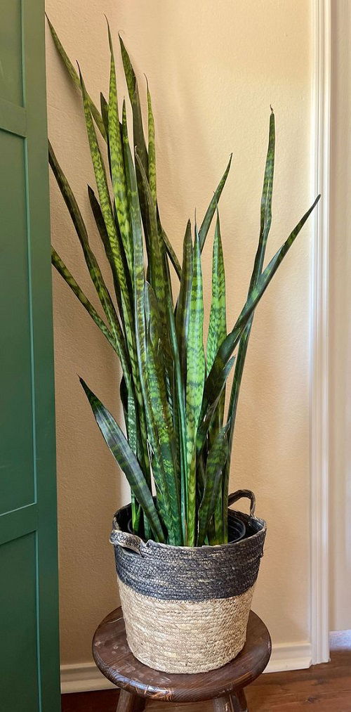 snake plant in home