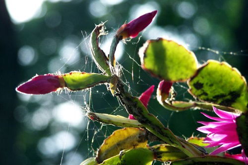 Christmas Cactus Pests and How to Get Rid of Them