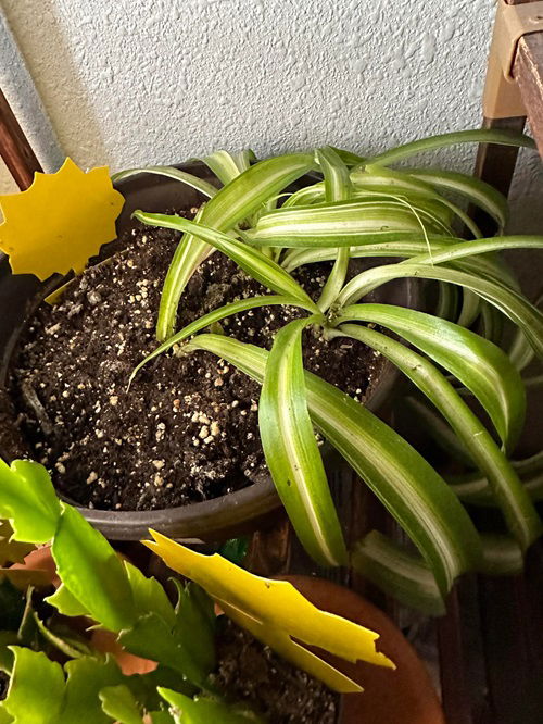 Spider plants grow best in loamy, moist soil