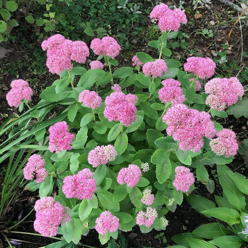 Autumn Joy Sedum in the Garden1