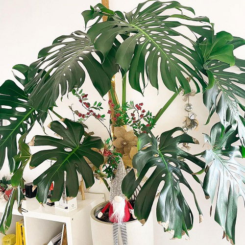 Christmas Decor Ideas with Monstera 9