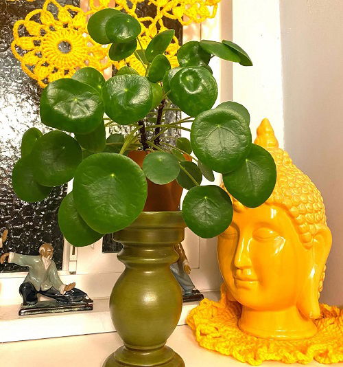 Chinese Money Plant in Home 12