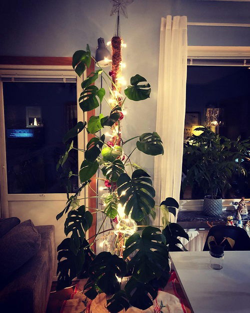 Christmas Decor Ideas with Monstera 25