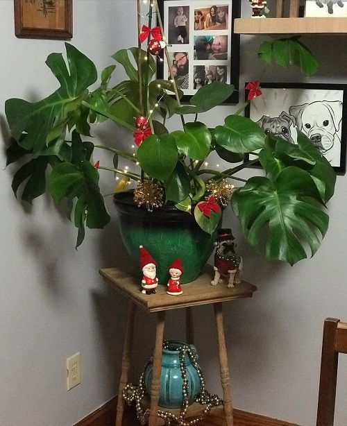 Christmas Decor Ideas with Monstera 23