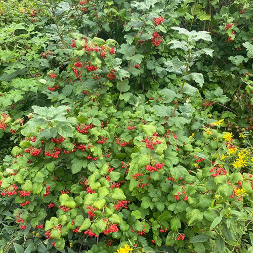 top Shrubs that Attract Birds all Winter Long