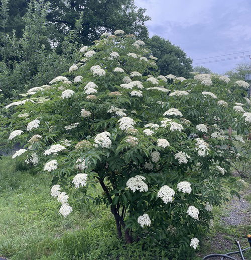 best Shrubs That Attract Birds All Winter