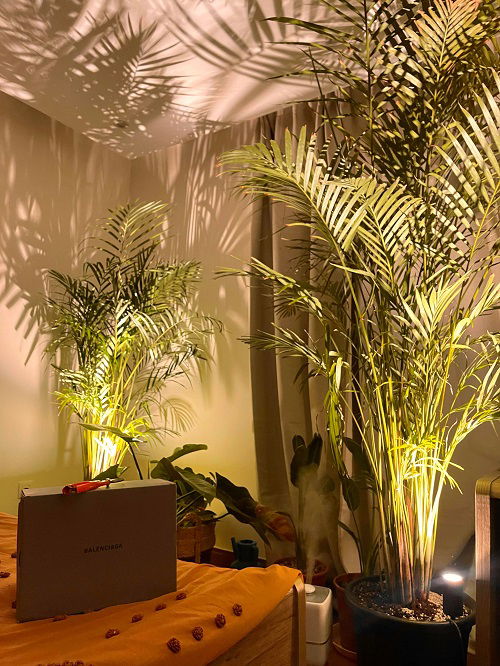 Areca Palm indoor