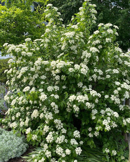 amazing Shrubs That Attract Birds All Winter