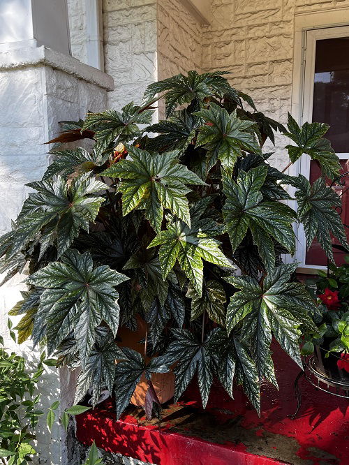 big-leaf begonia varieties 2