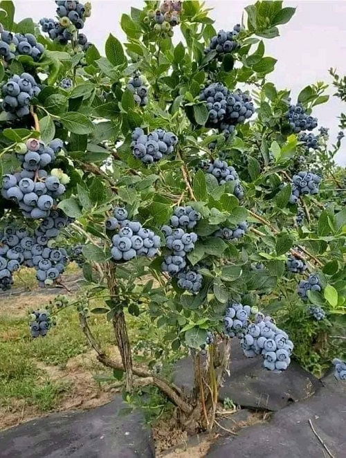 Blueberry for garden furnishing