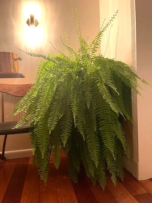 How To Make Boston Fern Bushier And Fuller 1