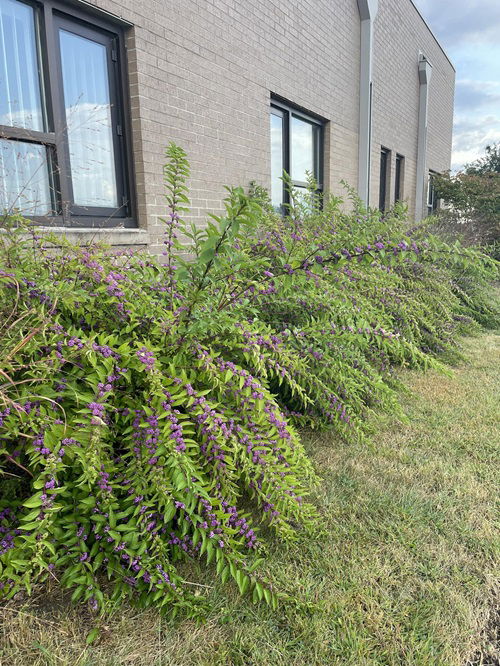 Amazing Shrubs that Attract Birds all Winter Long