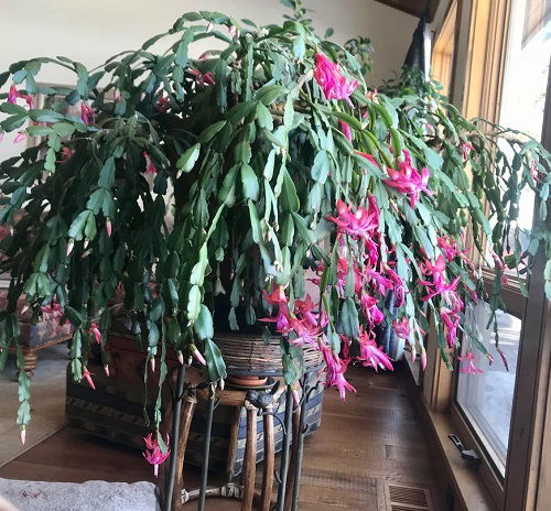 Christmas Cactus indoor