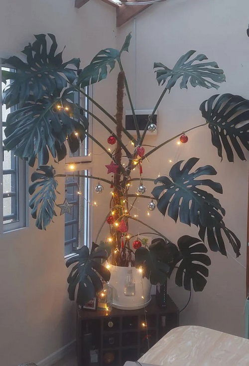 Christmas Decor Ideas with Monstera3