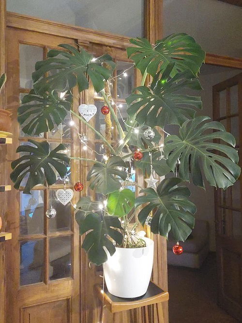 Christmas Decor Ideas with Monstera 7