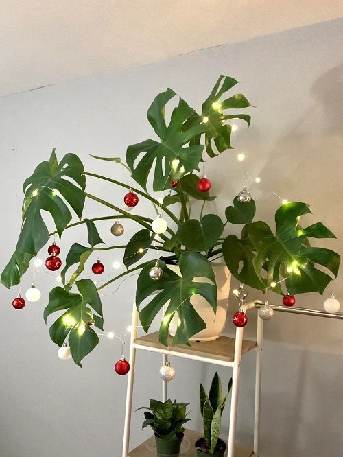 Christmas Decor Ideas with Monstera 1