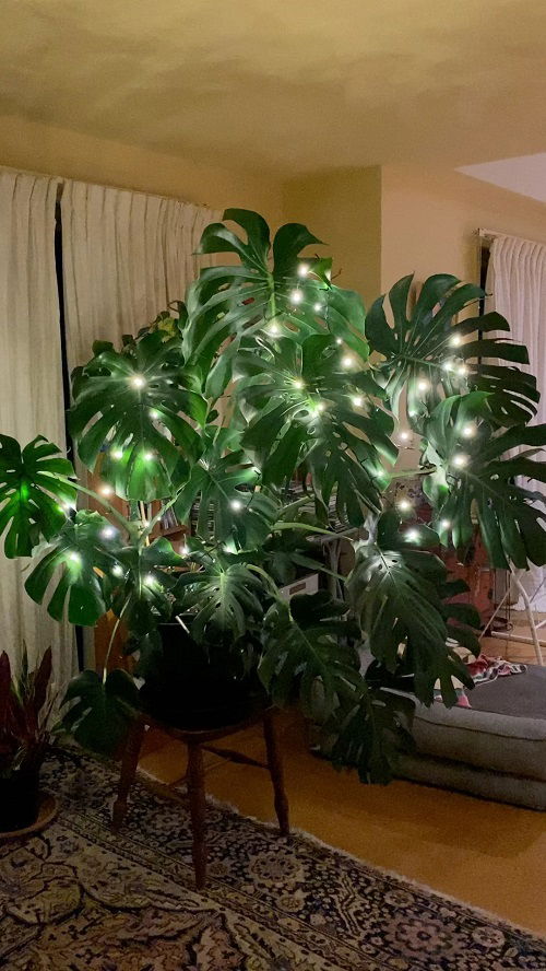 Christmas Decor Ideas with Monstera2