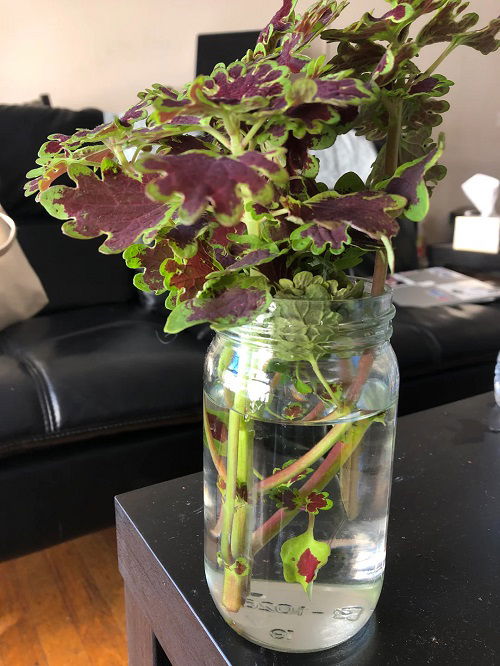 coleus in water