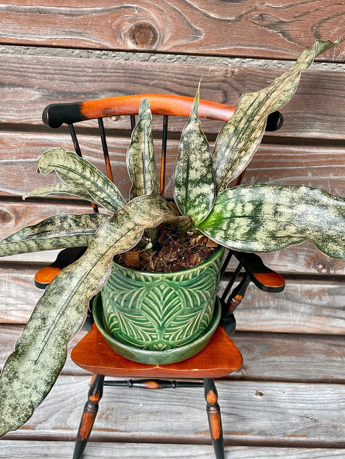 Sansevieria kirkii ‘Coppertone’