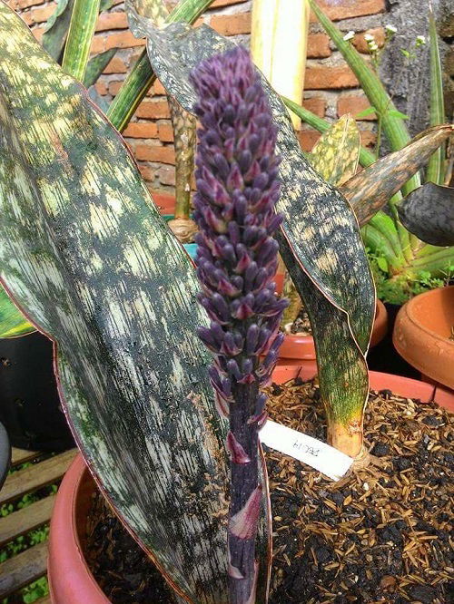 Sansevieria kirkii ‘Coppertone’